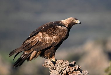 Kayaya tünemiş görkemli bir altın kartal.
