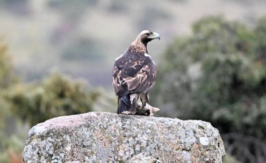 İmparatorluk Kartalı (aquila adalberti) İspanya üzerine