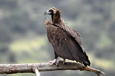 Büyük siyah bir akbaba bir dala tünemiş.