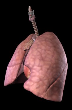 human pulmonary and cardiac system clipart