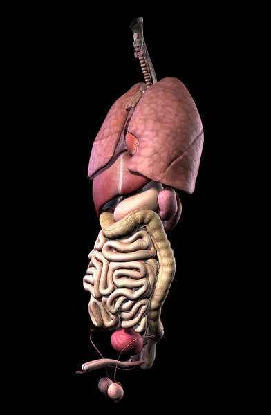 男性的内部器官 — 图库照片