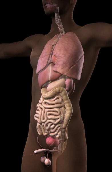 Чоловічі внутрішні органи і прозоре тіло — стокове фото