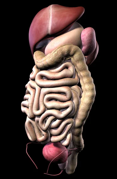 Ludzki mężczyzna układu pokarmowego i narządy wewnętrzne — Zdjęcie stockowe