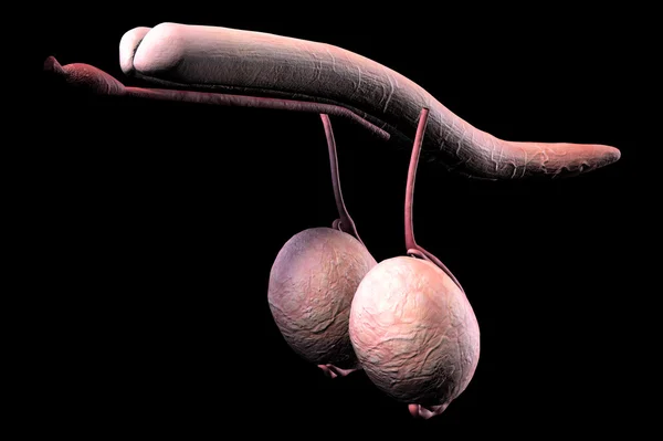 Чоловічий пеніс внутрішні органи — стокове фото