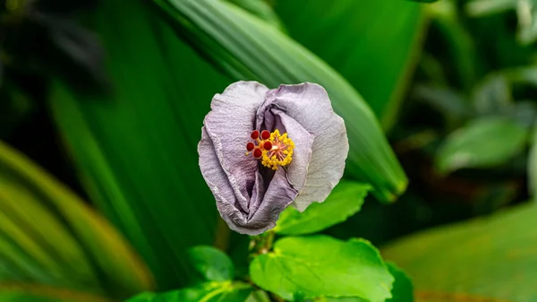 San Francisco, USA - August 2019: Beautiful flower at Conservatory of Flowers, a botanical garden in Golden Gate Park