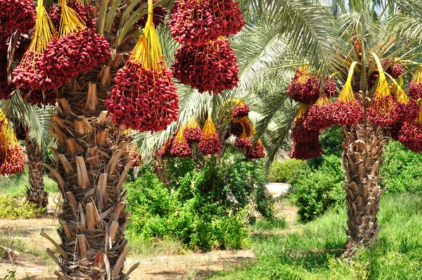 Hasat tarihleri. Stok Fotoğraf