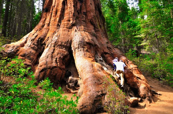 Sequoia.