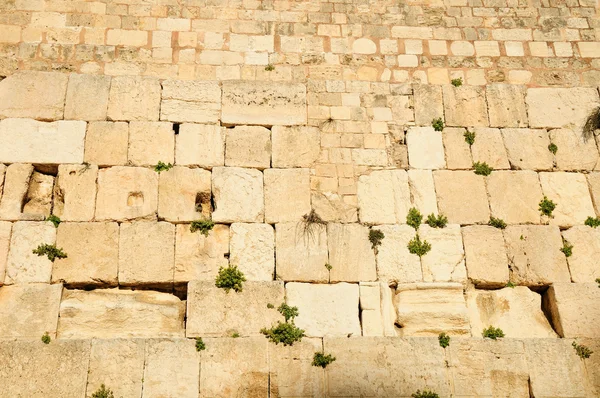 Стіна плачу. Єрусалим . — стокове фото