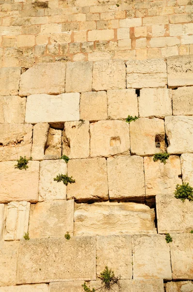 Стіна плачу. Єрусалим . — стокове фото