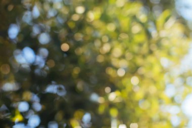 Bulanık, arkaplan, doğa bokeh yaprağı