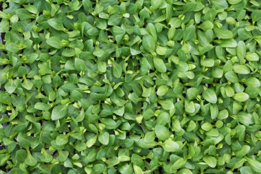 Yeşil bir serada filizlenir. Arka plan