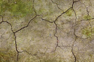 Yosunlu ve kuru zemin