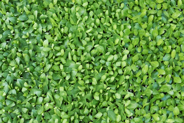 Brotes verdes en un invernadero. Fondo abstracto — Foto de Stock