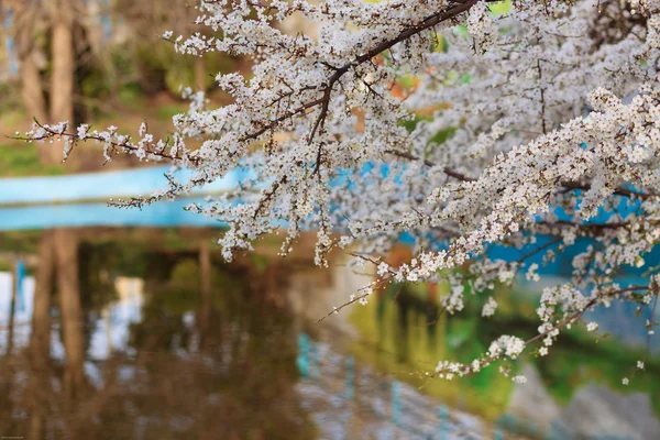 Spring cherry blossom — Stock Photo, Image