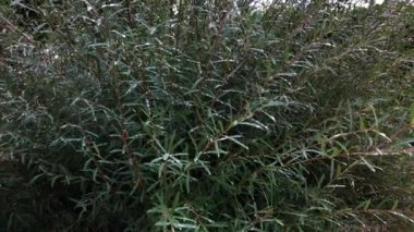 Yağmurda yeşil yapraklar