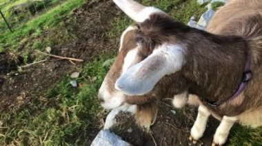 Çiftlikte otlayan ve kameraya bakan sevimli keçi.