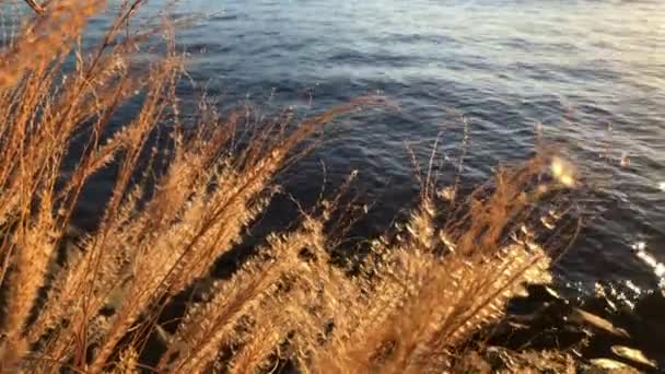 Закат Озере Поздней Осенью — стоковое видео