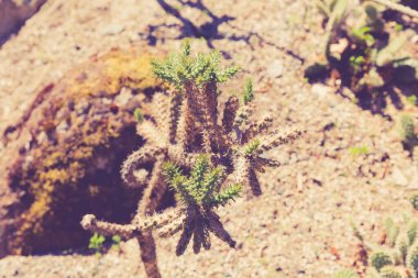 Kaktüs bitkisi çölde yetişiyor.