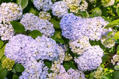 Yaz parkında çiçek açan ortanca