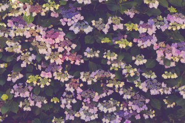 Yaz parkında çiçek açan ortanca