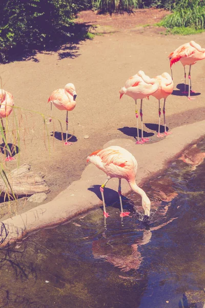 Розовые Фламинго Зоопарке Сиэтла — стоковое фото