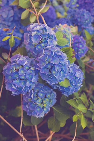 Blommande Hortensia Sommarparken — Stockfoto