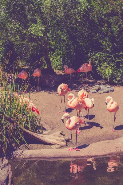 Pinkfarbene Flamingos Zoo Von Seattle — Stockfoto