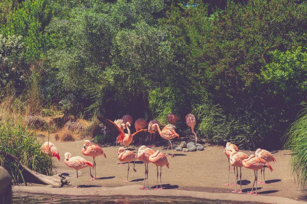 Różowe Flamingi Zoo Seattle — Zdjęcie stockowe