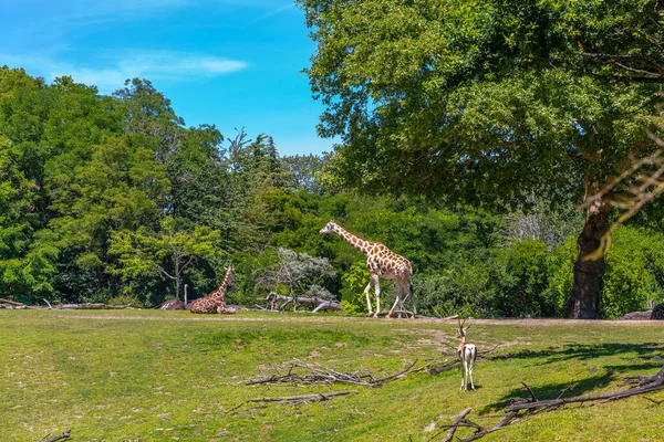 Girafes Errant Dans Zoo Seattle Été — Photo