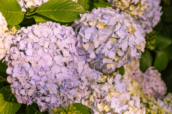 Hydrangea Summer Garden — Stock Photo, Image