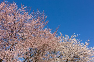 Mavi bulutsuz gökyüzünde güzel kiraz çiçekleri
