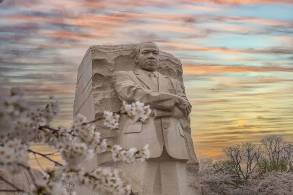 Washington DC 'de güzel bir kiraz çiçeği