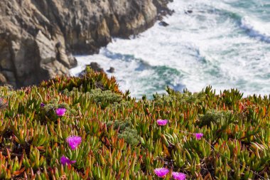 Kuzey Kaliforniya 'daki güzel Pasifik Okyanus Kıyısı