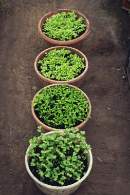 lahanası sera içinde