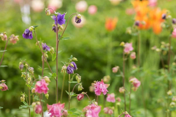 繊細な春の花 — ストック写真