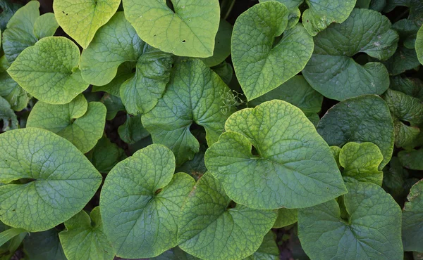 Hojas verdes — Foto de Stock