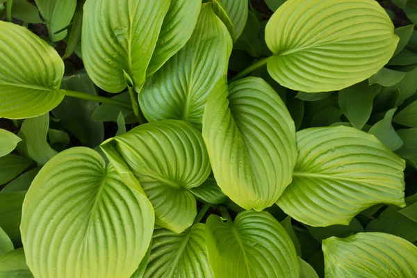 Hojas tropicales — Foto de Stock