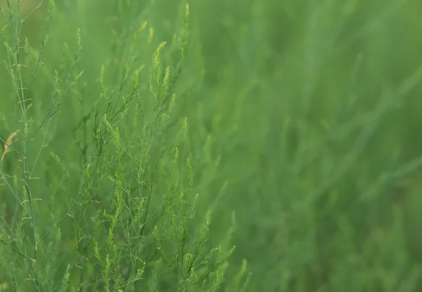 Verse en groene achtergrond — Stockfoto