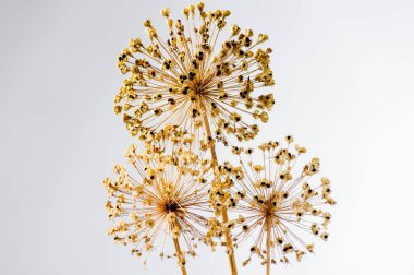 Arkaplanda kuru kahverengi soğan çiçeği