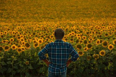 Ayçiçeği tarlasında hasat etkinliği planlayan bir çiftçinin arka görüntüsü