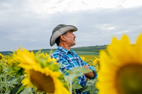 Vista del perfil de un hombre agricultor de pie en girasol cultivado — Foto de Stock