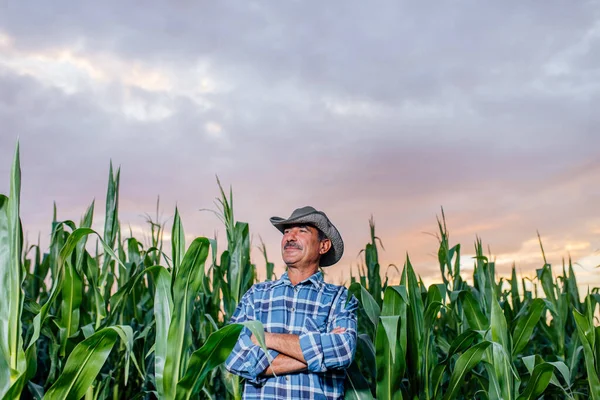 Profil zemědělce stojícího na poli pěstovaných kukuřičných plodin — Stock fotografie