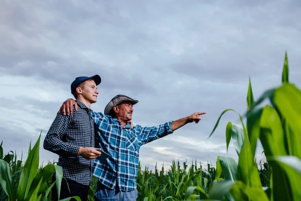 Rodinné agrobusiny, farmáři stojící na kukuřičném poli s tabletou, — Stock fotografie