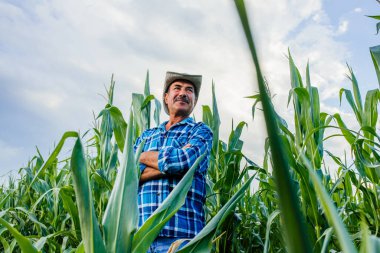 Kıdemli çiftçi gün batımında mısır tarlasında mahsulü inceliyor.,