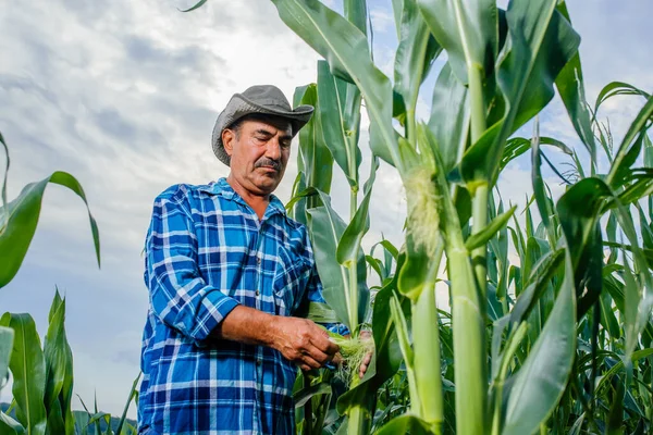 Samec farmář nebo agronomista vyšetřující slunečnicovou rostlinu v terénu — Stock fotografie