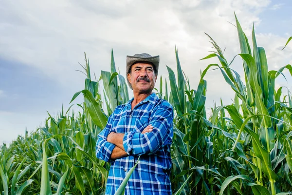 Agricultor senior en el campo de cultivos de maíz cultivado — Foto de Stock