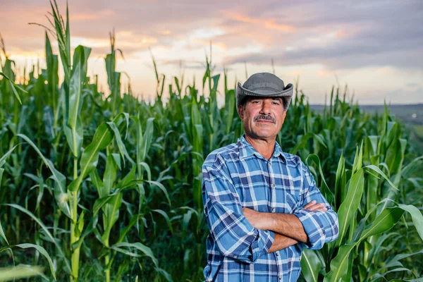 Starší indiánský farmář stojící na kukuřičném poli zkoumá při západu slunce úrodu, — Stock fotografie