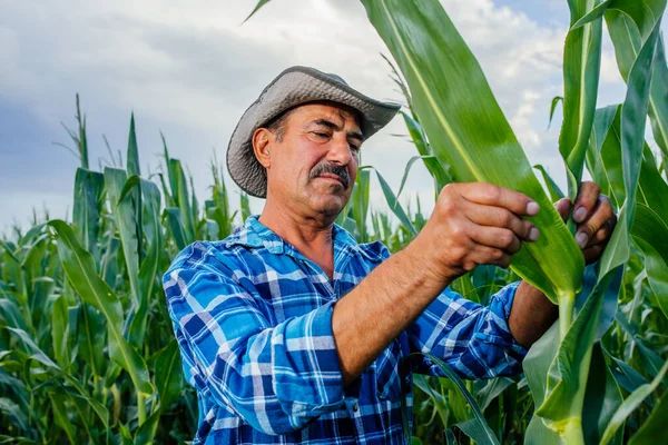 Zemědělský nebo zemědělský odborník na kontrolu jakosti kukuřice na poli, — Stock fotografie