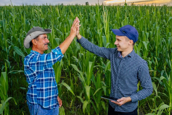 Młody i starszy rolnik przybija piątkę na polu kukurydzy. — Zdjęcie stockowe