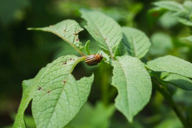 Colorado potato beetle, Leptinotarsa decemlineata, Colorado beetle, ten-striped spearman, Potato beetle and red larva eating plants.